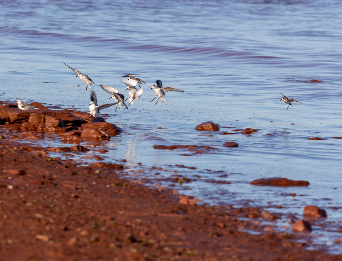 Sandpipers at Jacques Cartier Provinal Park